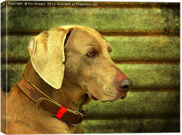  Weimaraner Dog Canvas Print by Derrick Fox Lomax