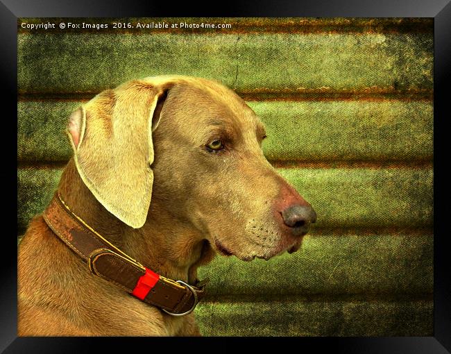  Weimaraner Dog Framed Print by Derrick Fox Lomax