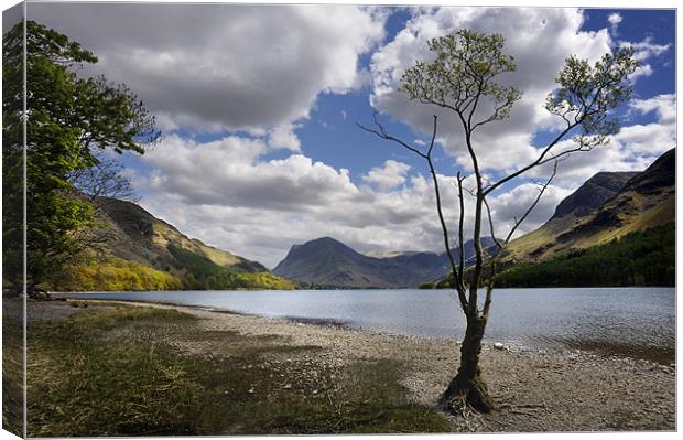 Tree on Buttermere Canvas Print by Stephen Mole
