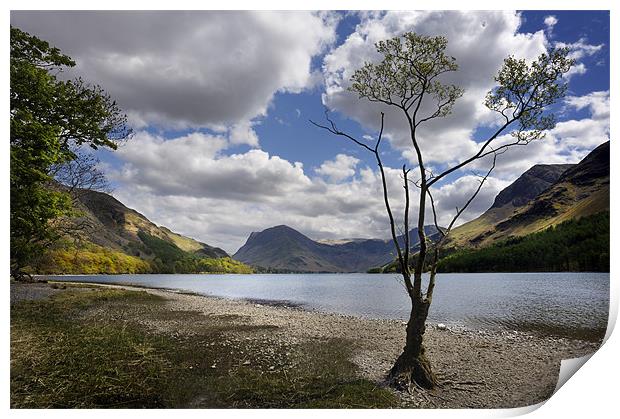 Tree on Buttermere Print by Stephen Mole