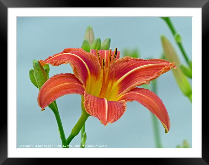 Tiger Daylily Framed Mounted Print by Frankie Cat