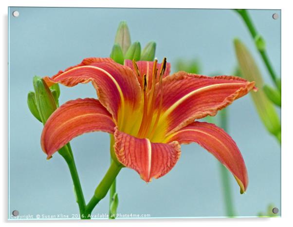 Tiger Daylily Acrylic by Frankie Cat