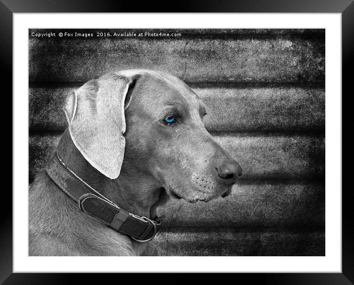  Weimaraner Dog Framed Mounted Print by Derrick Fox Lomax