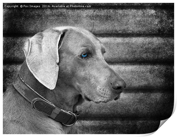  Weimaraner Dog Print by Derrick Fox Lomax