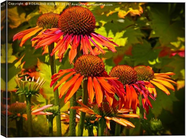 "ECHINACEA IN THE SUNSHINE" Canvas Print by ROS RIDLEY