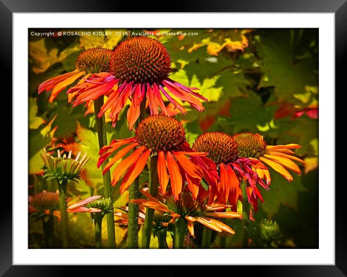 "ECHINACEA IN THE SUNSHINE" Framed Mounted Print by ROS RIDLEY