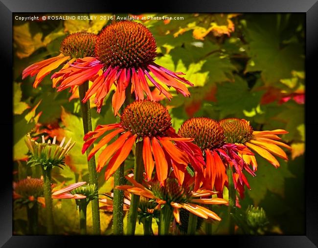 "ECHINACEA IN THE SUNSHINE" Framed Print by ROS RIDLEY