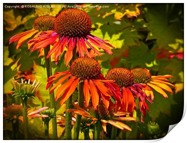 "ECHINACEA IN THE SUNSHINE" Print by ROS RIDLEY