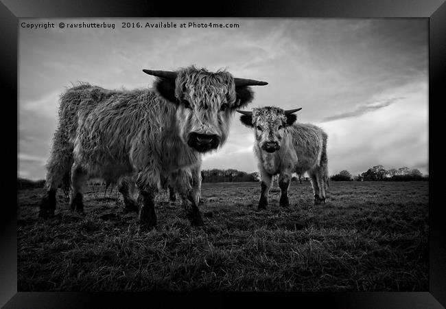 Two Shaggy Cows Framed Print by rawshutterbug 