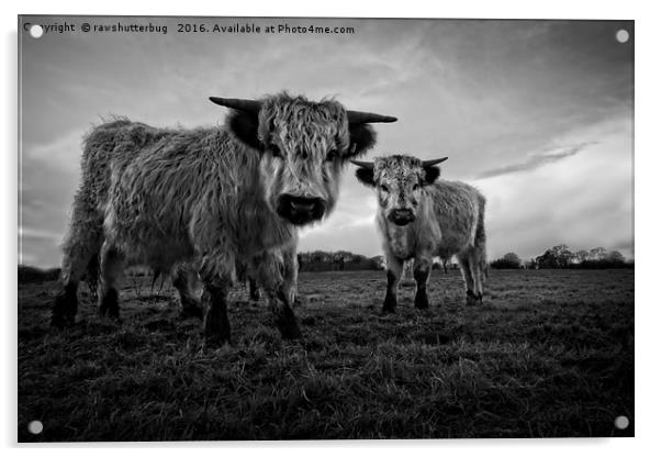 Two Shaggy Cows Acrylic by rawshutterbug 