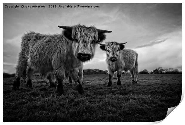 Two Shaggy Cows Print by rawshutterbug 
