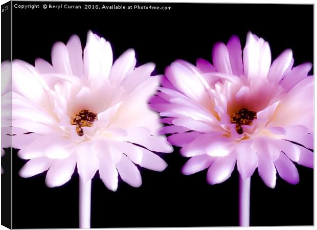Radiant Pink Daisy Duo Canvas Print by Beryl Curran