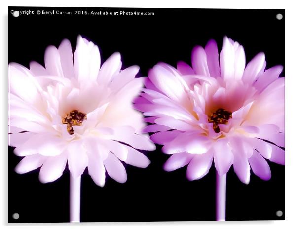 Radiant Pink Daisy Duo Acrylic by Beryl Curran