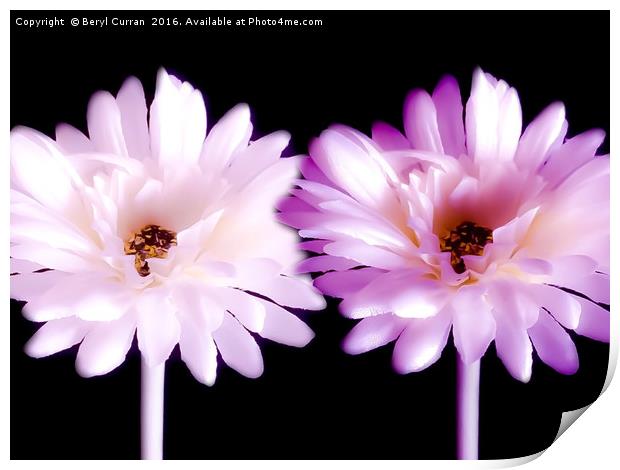 Radiant Pink Daisy Duo Print by Beryl Curran
