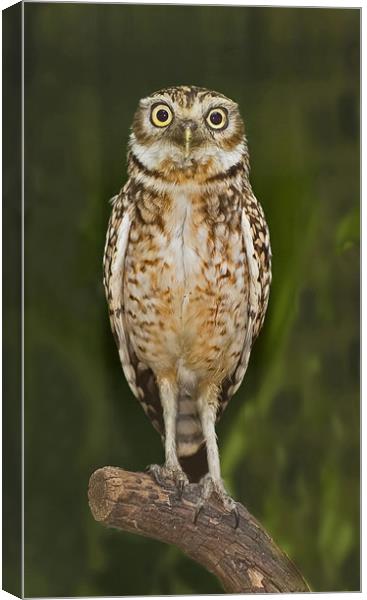 Little Owl Canvas Print by Geoff Storey