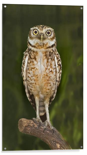 Little Owl Acrylic by Geoff Storey