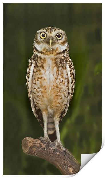 Little Owl Print by Geoff Storey