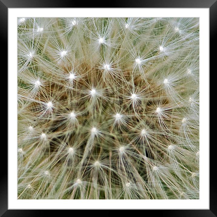 Dandelion stars Framed Mounted Print by Roy Scrivener