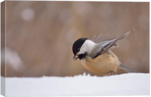 Chickadee Dining In The Snow Canvas Print by Jerome Cosyn