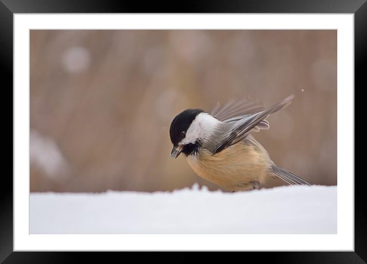 Chickadee Dining In The Snow Framed Mounted Print by Jerome Cosyn
