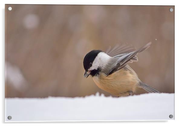 Chickadee Dining In The Snow Acrylic by Jerome Cosyn