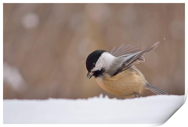 Chickadee Dining In The Snow Print by Jerome Cosyn