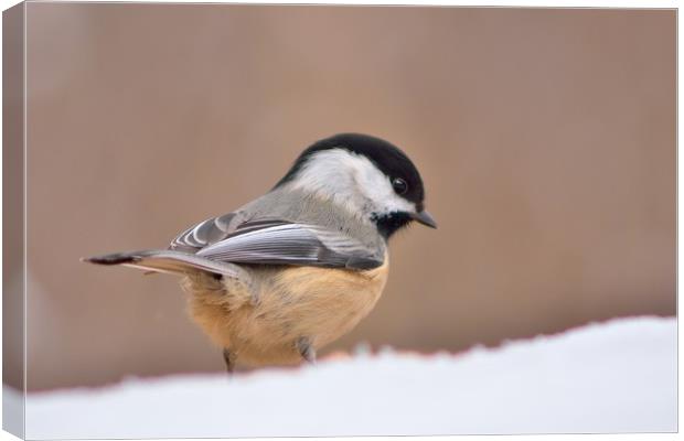 Chickadee In Snow Canvas Print by Jerome Cosyn