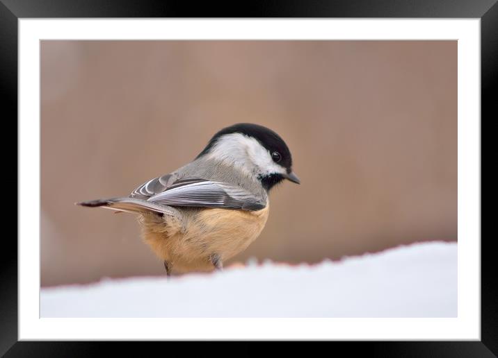 Chickadee In Snow Framed Mounted Print by Jerome Cosyn