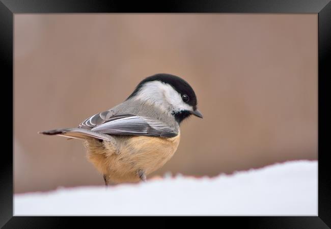 Chickadee In Snow Framed Print by Jerome Cosyn