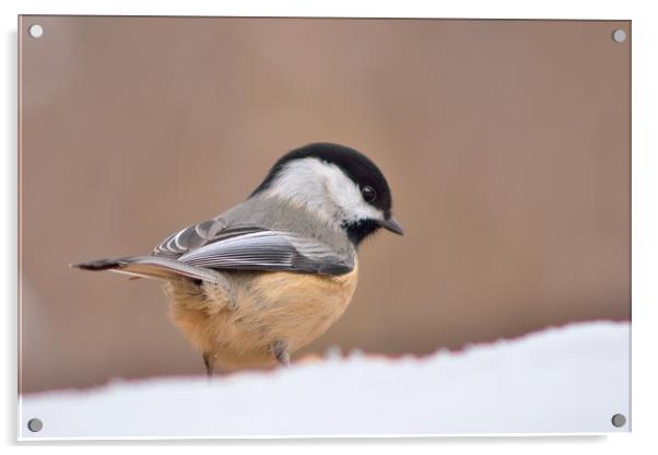 Chickadee In Snow Acrylic by Jerome Cosyn