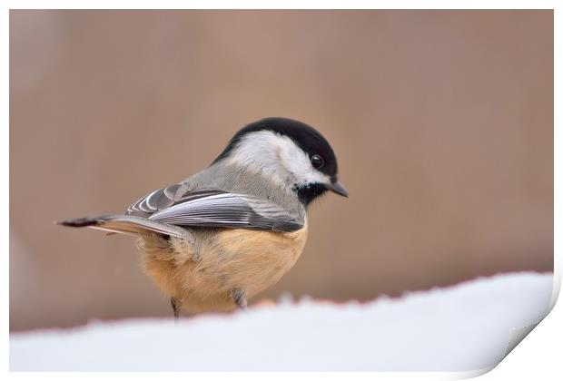 Chickadee In Snow Print by Jerome Cosyn
