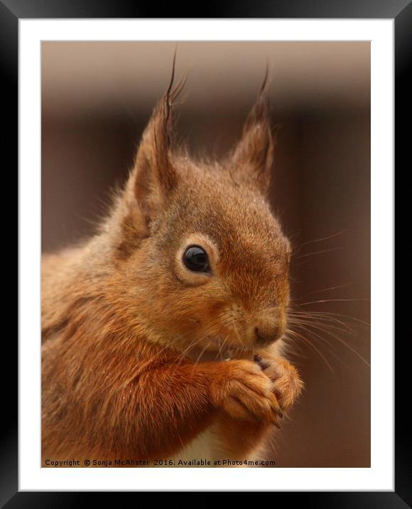 Red Squirrel I Framed Mounted Print by Sonja McAlister