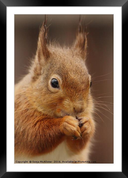 Red Squirrel II Framed Mounted Print by Sonja McAlister