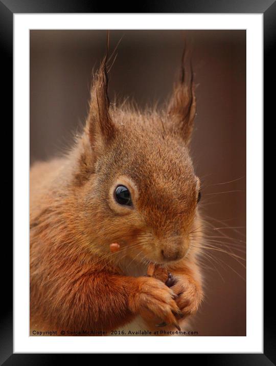 Red Squirrel III Framed Mounted Print by Sonja McAlister