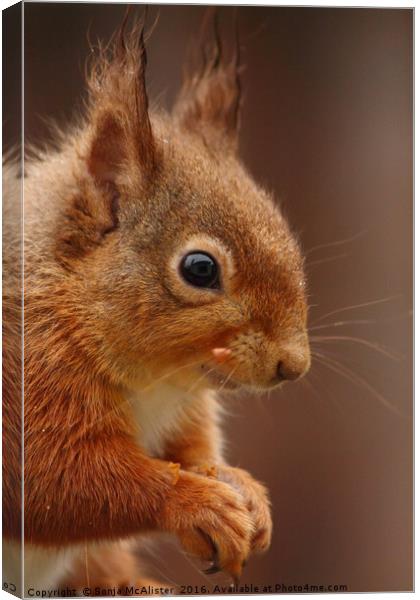 Red Squirrel IV Canvas Print by Sonja McAlister