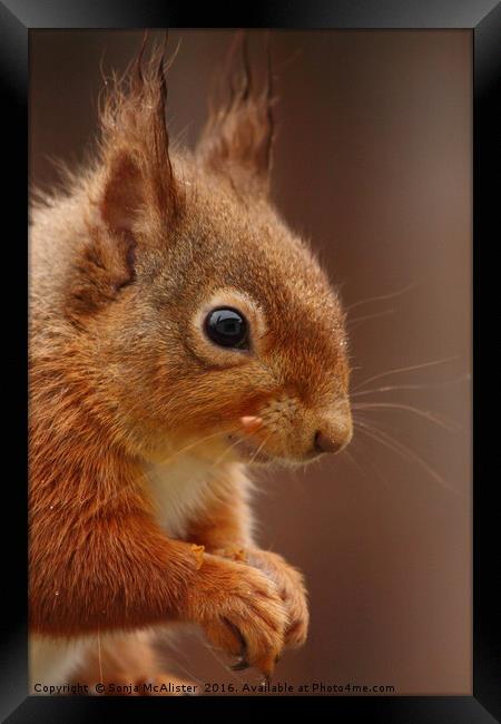 Red Squirrel IV Framed Print by Sonja McAlister