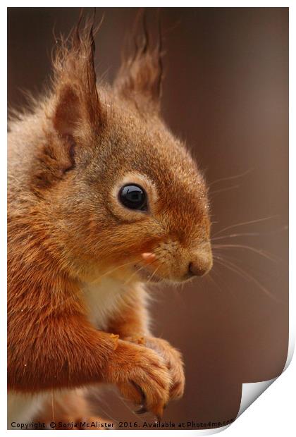 Red Squirrel IV Print by Sonja McAlister