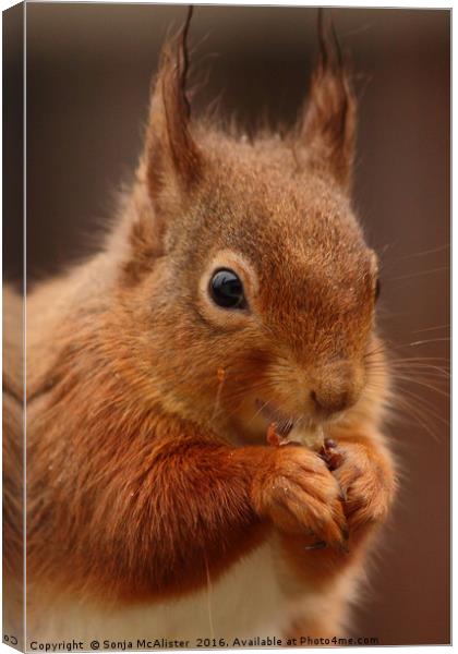 Red Squirrel V Canvas Print by Sonja McAlister
