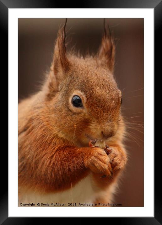 Red Squirrel V Framed Mounted Print by Sonja McAlister