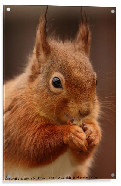 Red Squirrel V Acrylic by Sonja McAlister