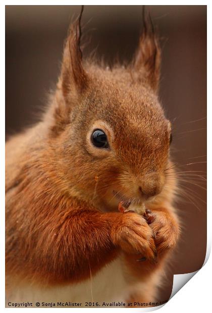 Red Squirrel V Print by Sonja McAlister