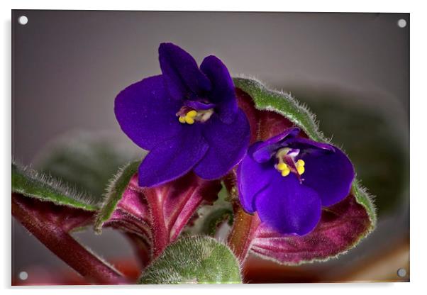 Saintpaulia Parmas Violets Acrylic by Adrian Bud
