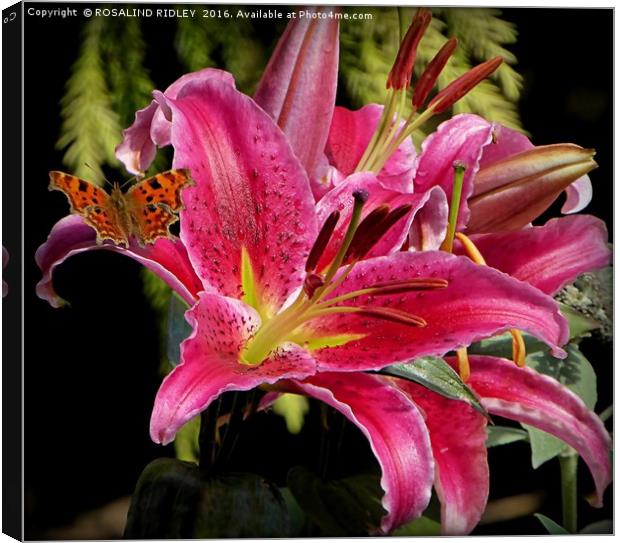 "COMMA BUTTERFLY ON LILIES" Canvas Print by ROS RIDLEY