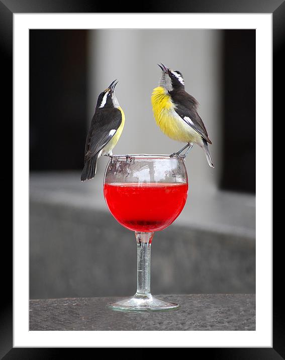 Bananaquit birds on wine glass Framed Mounted Print by Simon Marshall