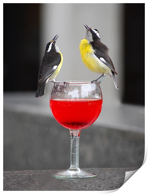 Bananaquit birds on wine glass Print by Simon Marshall