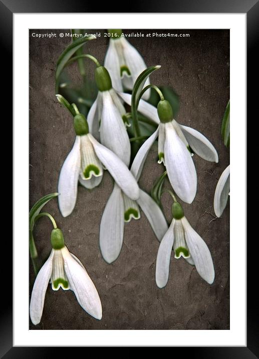 Snowdrop Canvas Framed Mounted Print by Martyn Arnold