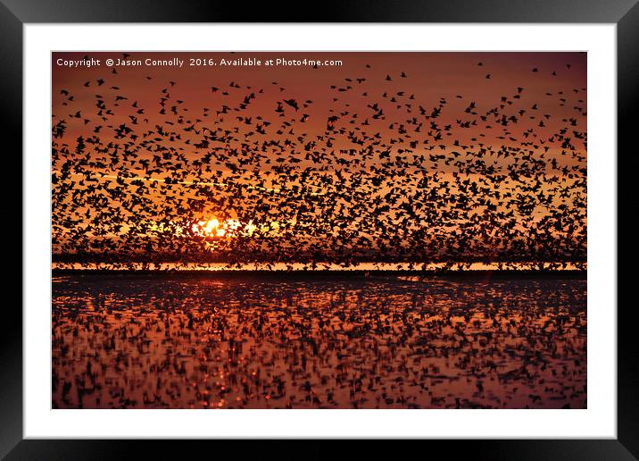 Starlings At Sunset Framed Mounted Print by Jason Connolly