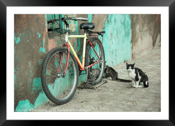 Mountain Bike Moggies  Framed Mounted Print by Rob Hawkins