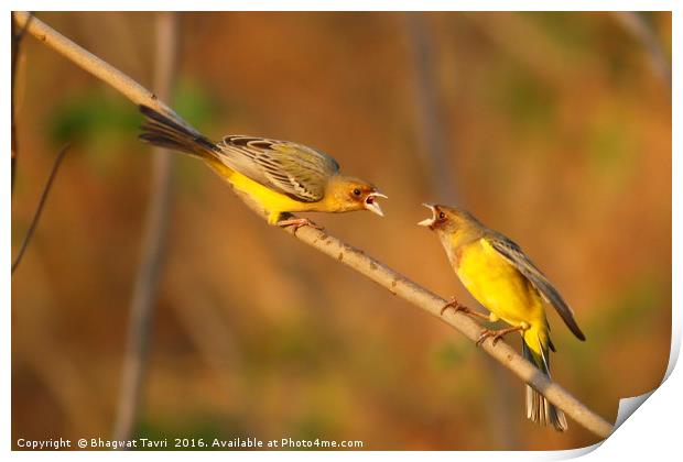 Red Headed BUNTING m Print by Bhagwat Tavri