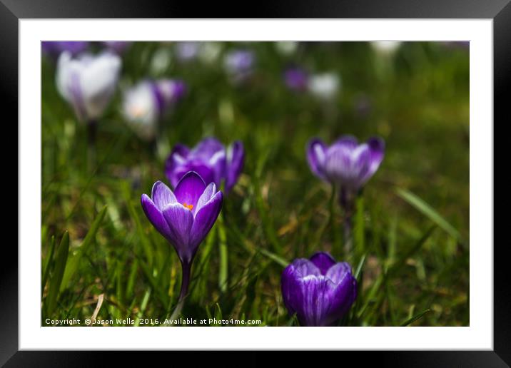 Crocuses out at Hesketh Park Framed Mounted Print by Jason Wells